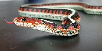 Oakland snake